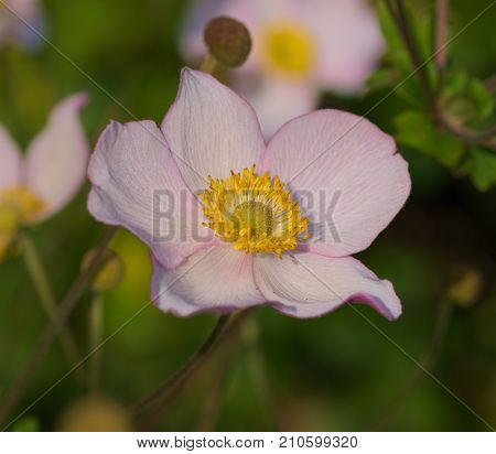macro details of a rose canina blosom
