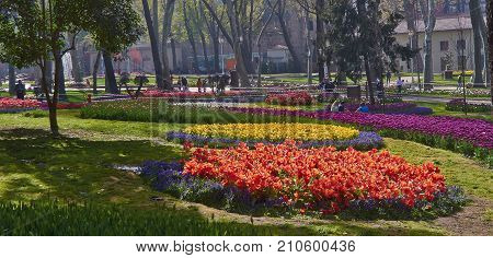 Istanbul Turkey - April 06 2016 Annual Spring Festival of Tulips new design Gulhane Park local people and tourists are getting rest making photos and enjoy good weather and spring slice of life editorial.