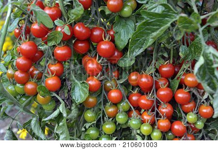 Tomato