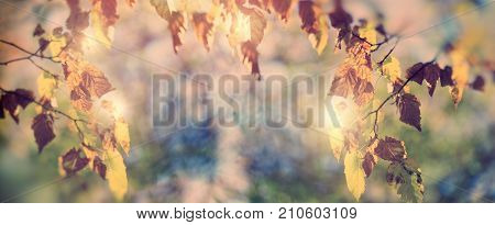 Autumn leaves - autumn lush foliage in forest (beauty in nature)