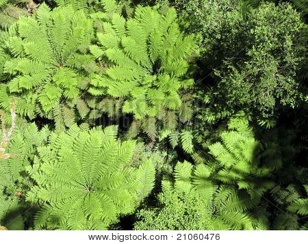 Fern Tree, visto dall'alto