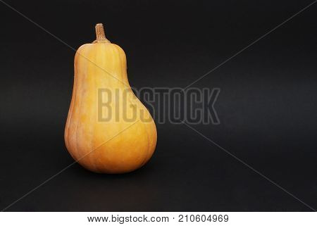 Elongated pumpkin on black background isolated with
