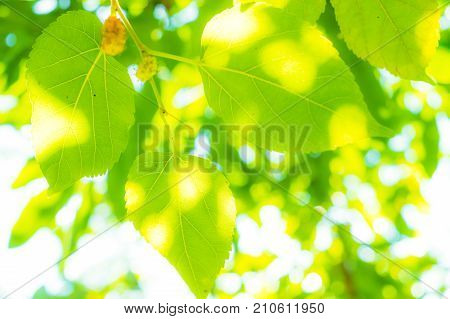 Beautiful abstract green white and light bokeh shine though the mullberry trees in the nature.