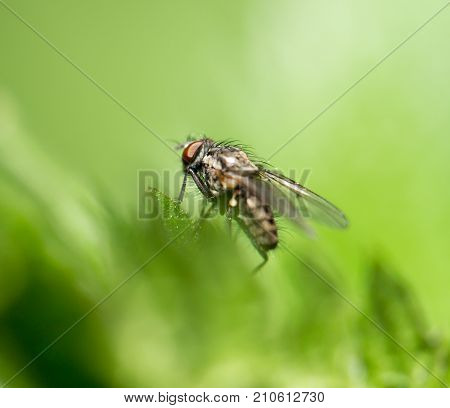fly in nature. macro . In the park in nature