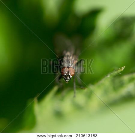 fly in nature. macro . In the park in nature