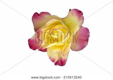 One hybrid tea yellow with pink edges rose 'Pullman Orient Express' isolated on white.