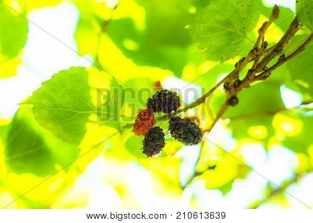 Fresh red and blue mullberry on the tree with green and yellow leafs. look up view Nature light through the leaf.