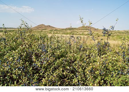 Blackthorn bush with Berries. Beautiful landscape in the mountains. National Park " Stone Tombs ". National Nature Sanctuary. Donetsk. Ukraine