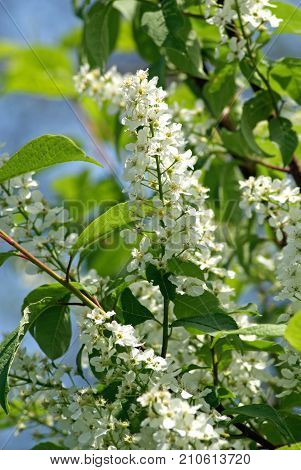 Spring blooming bird cherry tree. White flower. (Prunus padus)