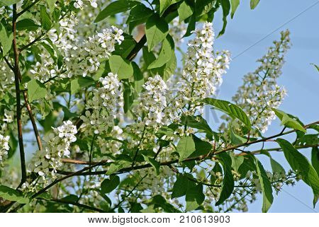 Branch of bird cherry (Prunus padus). Spring blooming tree