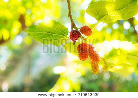 Fresh red and blue mullberry on the tree with green and yellow leafs. look up view Nature light through the leaf.