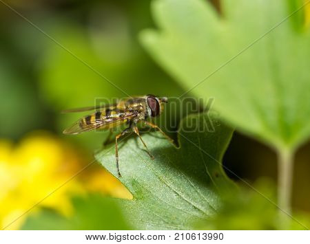 fly in nature. macro . In the park in nature