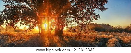 Panoramic autumn landscape. Bright sunrays through branch tree on meadow. Scenery autumn nature for banner. Vivid sunbeams through large tree. Colorful nature on sunrise
