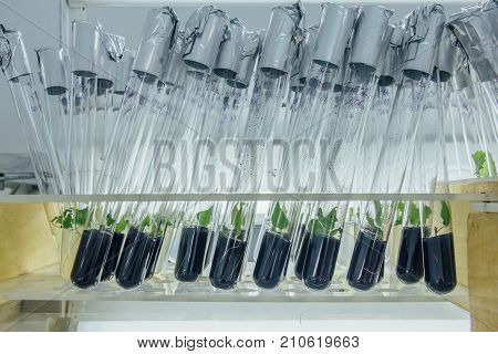 Tubes with microplants in nutrient medium with activated carbon adding. Micropropagation technology in vitro