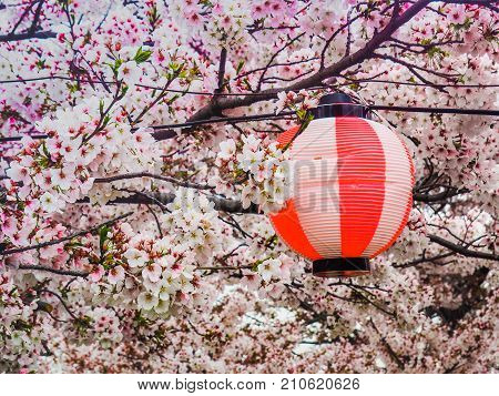 Lantern In Cherry Blossums