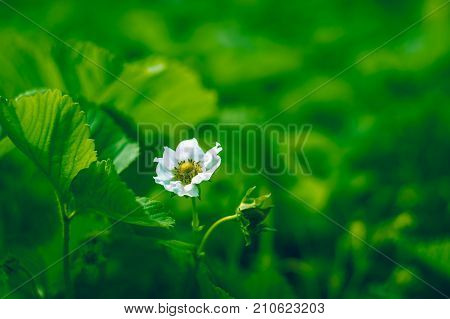photo for background of green strawberry leaves with littel white flower