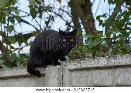 A black cat sits on a concrete fence near a tree
