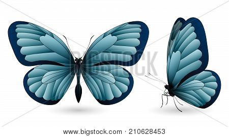 Set of colorful realistic butterflies. Front and side view. Vector 3D illustration
