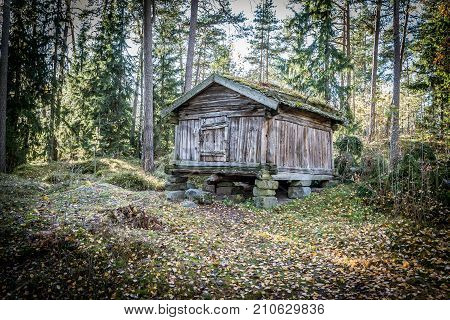 A wooden hut in forest, old hut and vintage hut. Peaceful tranquil image.