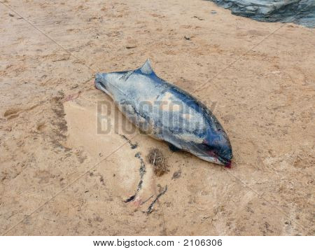 Bycatch 03