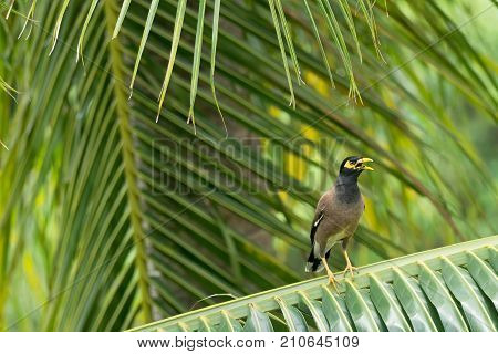 Common myna sitting on a branch of a palm tree