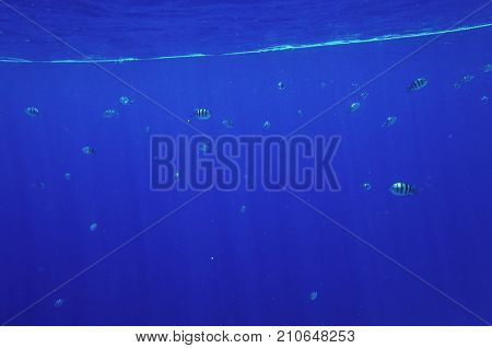 A flock of sergeants in blue water, Abudefduf saxatilis