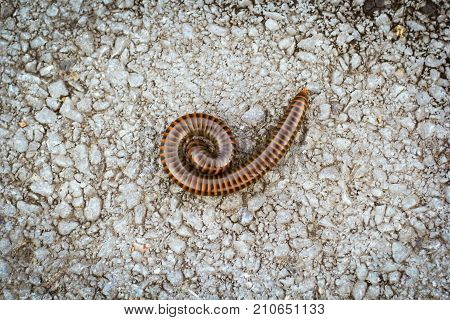 orange and brown millipede on the floor