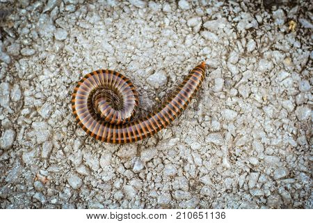 orange and brown millipede on the floor
