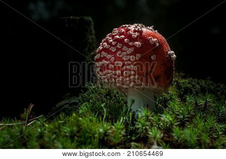 Mushrooms in the forest are illuminated by the sun's rays of light.