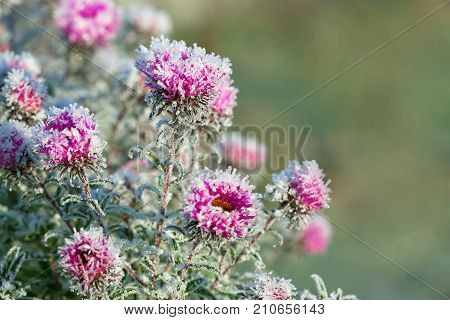 autumn blooming purple chrysanthemum flowers covered with snow. frozen flowers covered with frost
