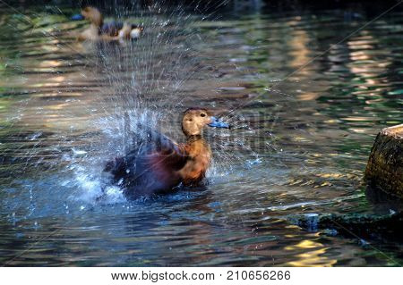 Littlt teal Shaking off water on feather focus on eye