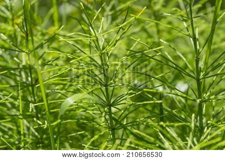 picture of a fresh green horsetail plants closeup