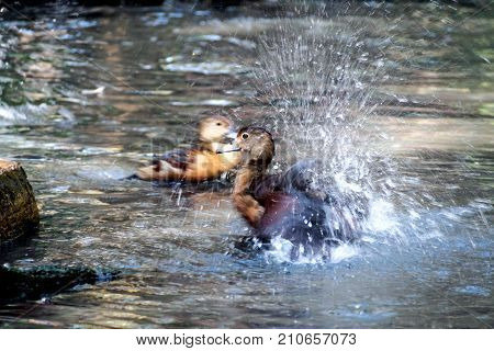 Littlt teal Shaking off water on feather