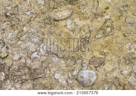 picture of a full frame macro Muschelkalk limestone closeup
