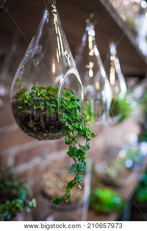 Hanging vine out of a terrarium - succulents