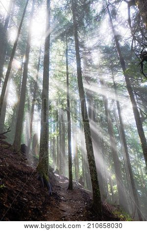 Sun rays coming through the trees with mist