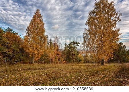 sunny landscape in the park with autumn trees