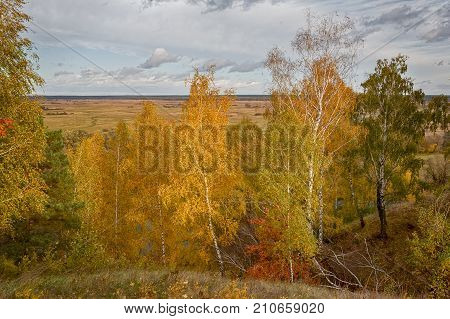 sunny landscape in the park with autumn trees