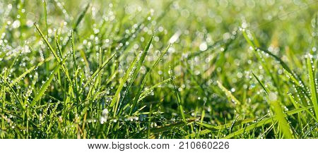 abstract blur background. panorama green grass with dew drops in sunlight on a spring meadow. grass in sunshine on lawn panoramic view.