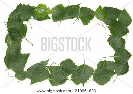 frame made of birch leaves isolated on white background