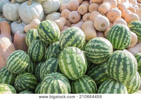 Ripe pumpkins and watermelon at farmer market in Georgia. agriculture pumpkins and watermelon. Autumn picked pumpkins and watermelon