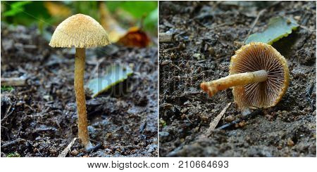 the lacrymaria pyrotricha mushroom in the woods