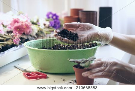 Transplant flowers in pots. Florist transplant small violets. Growing violet- how to grow violet.