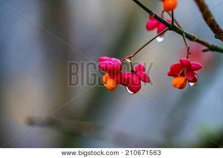 Close-up fruit of European spindle flower or Euonymus europaeus