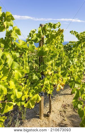 Vineyards of the Alella wine region near the Mediterranean Sea in Catalonia Spain