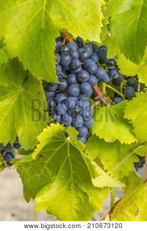 Vineyards of the Alella wine region near the Mediterranean Sea in Catalonia Spain