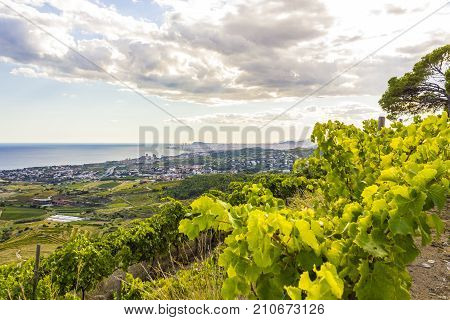 Vineyards of the Alella wine region near the Mediterranean Sea in Catalonia Spain