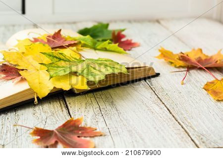 Open Book And Colorful Maple Leaves On White Wooden Background