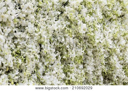 Flora art and Flower arrangement with Bright white orchid for background.