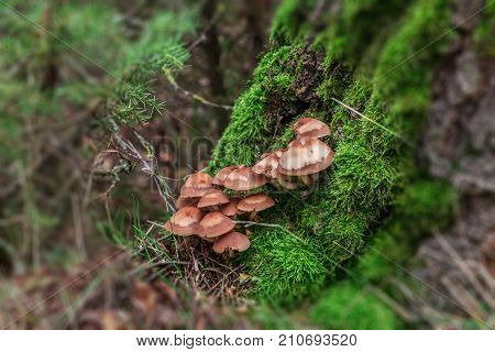 Family of brown mushrooms on a tree trunk in an autumn forest.
